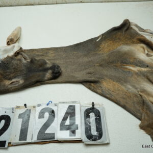 Whitetail deer cape 7.25x20x21x22