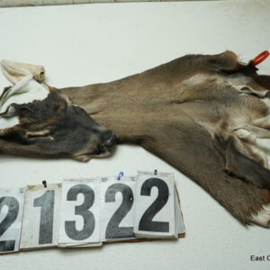 Whitetail deer cape 7x19x20x21