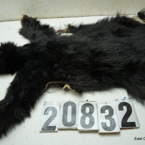 Black bear life size 4.5x17x29x50