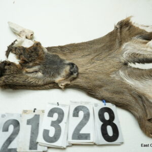 Whitetail deer cape 7x18x19x20