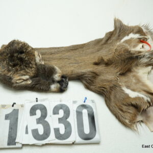 Whitetail deer cape 6.25x13x14x14