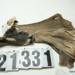 Whitetail deer cape 6.75x16x16x17