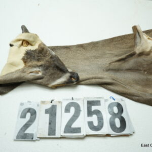 Whitetail deer cape 7.25x17x18x19