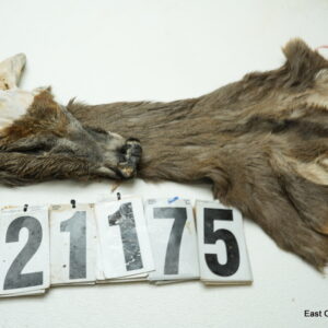 Whitetail deer cape 7.25x16x17x18
