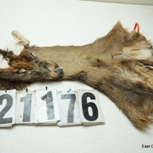 Whitetail deer cape 6.75x16x16x17