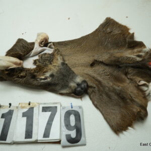 Whitetail deer cape 7.25x18x19x20