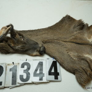 Whitetail deer doe cape 6.75x12