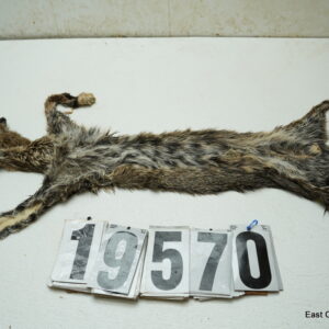 Bobcat life size 18x33+