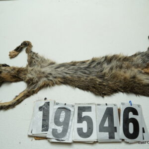 Bobcat life size 16x30+