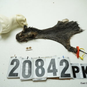 Bobcat cape package deal (cape, pedestal form and eyes)