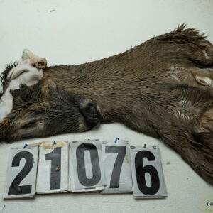 Whitetail deer cape 8x23x24x25+