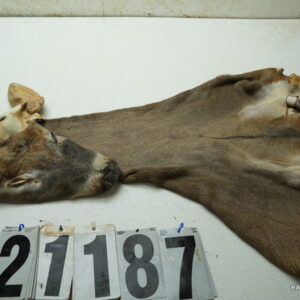 Whitetail deer cape 7.5x19x20x21