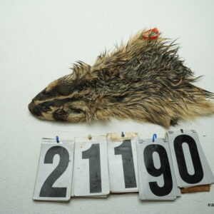 Badger cape 2.25x14+