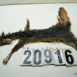 Grey Fox life size 14x26