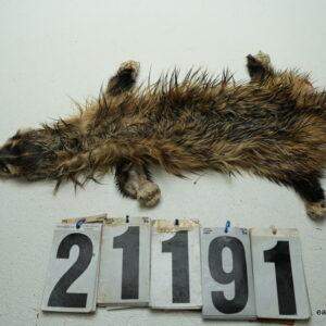 Badger life size 18x22+