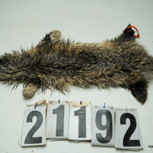 Badger life size 22x25+