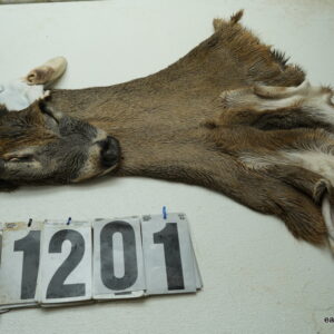 Whitetail deer cape 7.5x22x23x24+