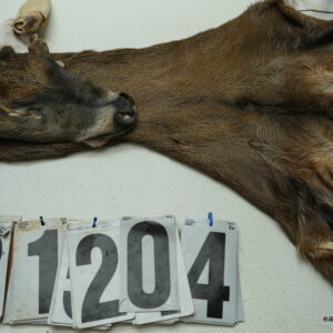 Whitetail deer cape 7.5x19x20x21