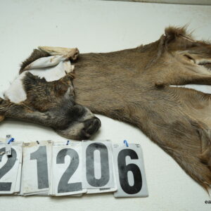 Whitetail deer cape 7.25x19x20x21