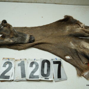 Whitetail deer cape 7.75x20x21x23+