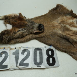 Whitetail deer cape 7.5x18x19x20