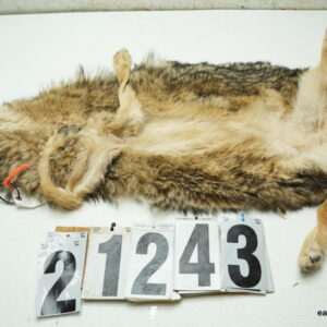Coyote life size 23x47