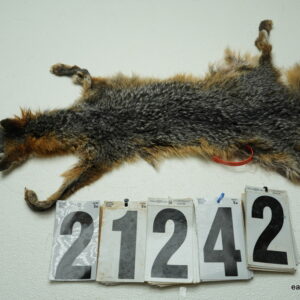 Grey fox life size 10.5x23