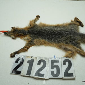 Grey fox life size 10x22