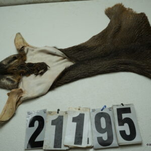 Whitetail deer cape 6.75x16x17x18
