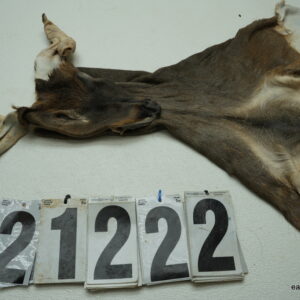Whitetail deer cape 6.75x16x17x17.5