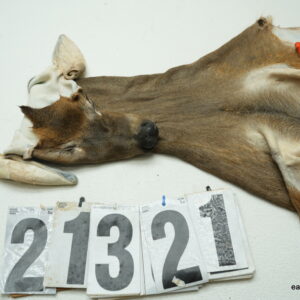 Whitetail deer cape 6.5x15x16x17