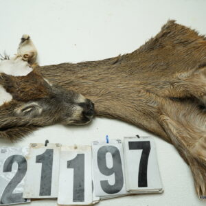 Whitetail deer cape 7x16x17x18