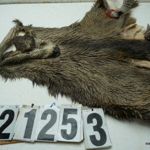 Mule deer cape 6.75x17x18x19