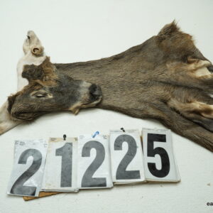 Whitetail deer cape 6.5x15x16x17