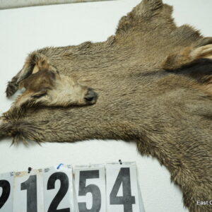 Mule deer cape 7x17x18x19