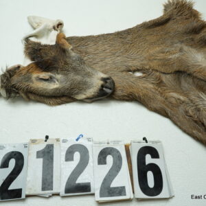 Whitetail deer cape 7.75x22x23x24