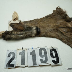 Whitetail deer cape 6.75x16x17x18