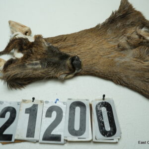 Whitetail deer cape 7x16x17x18 (pack mount/neck cape)