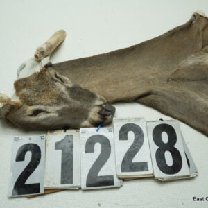 Whitetail deer cape 6.75x16x17x18