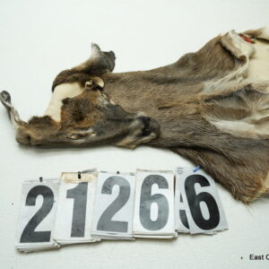 Whitetail deer cape 6.75x15x15x16