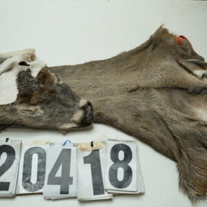 Whitetail deer cape 7.5x19x20x21
