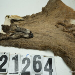 Whitetail deer cape 7x16x17x18