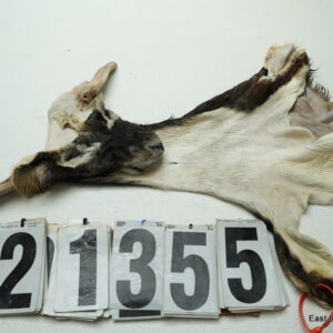 Blackbuck cape 5.75x14