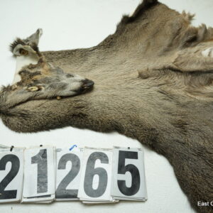 Whitetail deer cape 7x17x18x19