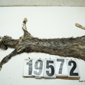 Bobcat Life size 18x31+