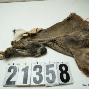 Whitetail deer cape 6.75x16x16x17