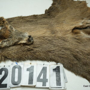Whitetail deer cape 7.5x19x20x21
