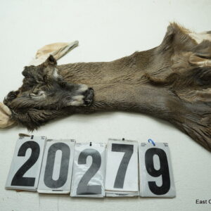 Whitetail deer cape 6.75x14x15x16