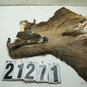 Whitetail deer cape 7.25x17x18x19