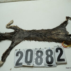 Bobcat life size 13.5x24